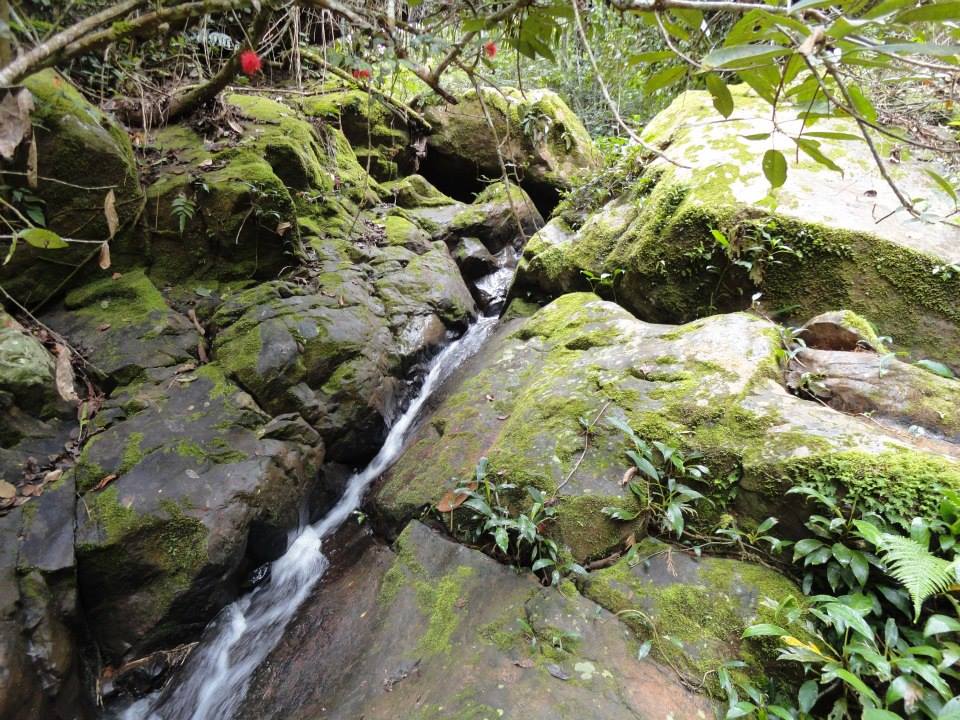 Terreno en VentaAlto Beni a 15 minutos del municipio de Palos Blancos en el Km 7, camino a Inicua Foto 11