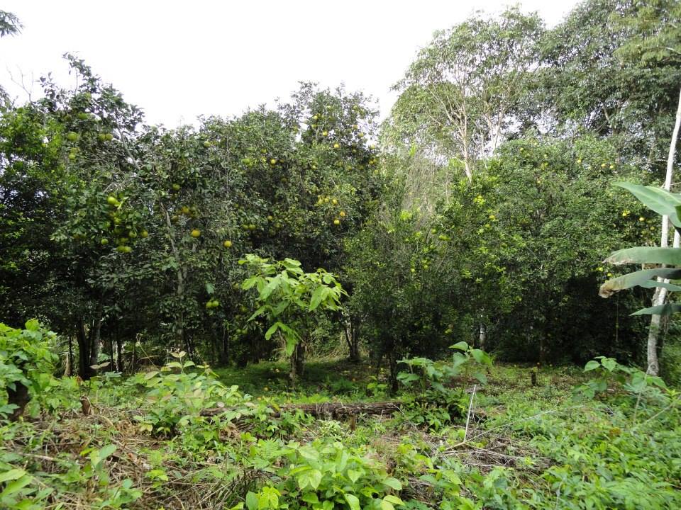 Terreno en VentaAlto Beni a 15 minutos del municipio de Palos Blancos en el Km 7, camino a Inicua Foto 6