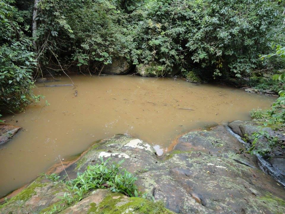 Terreno en VentaAlto Beni a 15 minutos del municipio de Palos Blancos en el Km 7, camino a Inicua Foto 3