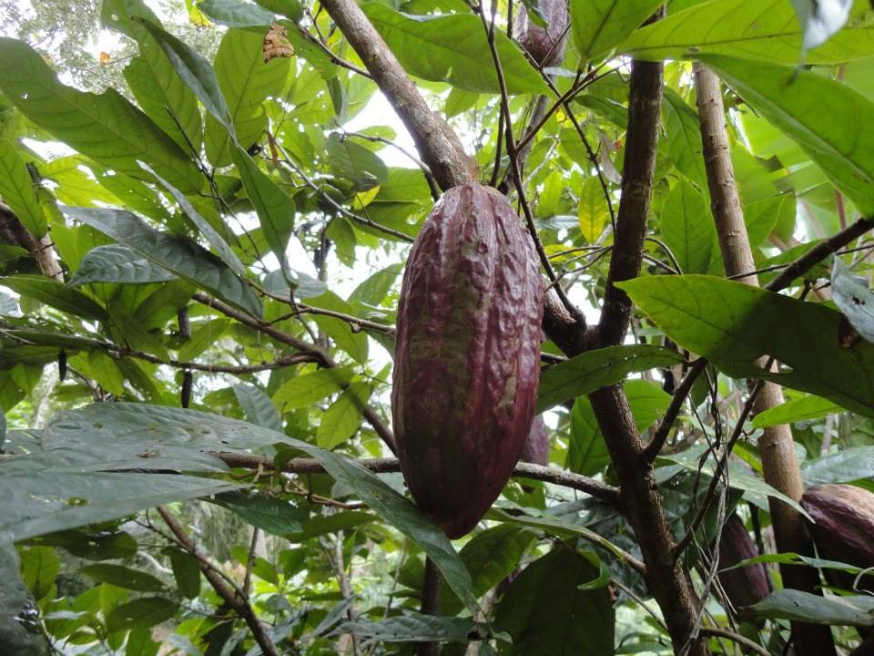 Terreno en VentaAlto Beni a 15 minutos del municipio de Palos Blancos en el Km 7, camino a Inicua Foto 8