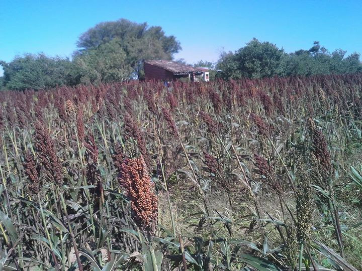 En Venta a $us 1,290,000 Foto 18