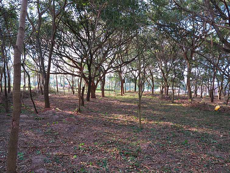 Quinta propiedad agrícola en VentaLa Guardia a 500 m de la Doble vía La Guardia Foto 3