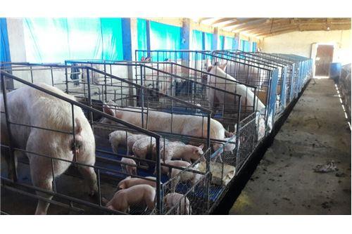 Terreno en Doble vía La Guardia en Santa Cruz de la Sierra 5 dormitorios 3 baños  Foto 11