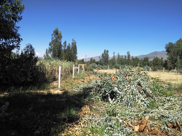 Terreno en Punata en Cochabamba    Foto 8
