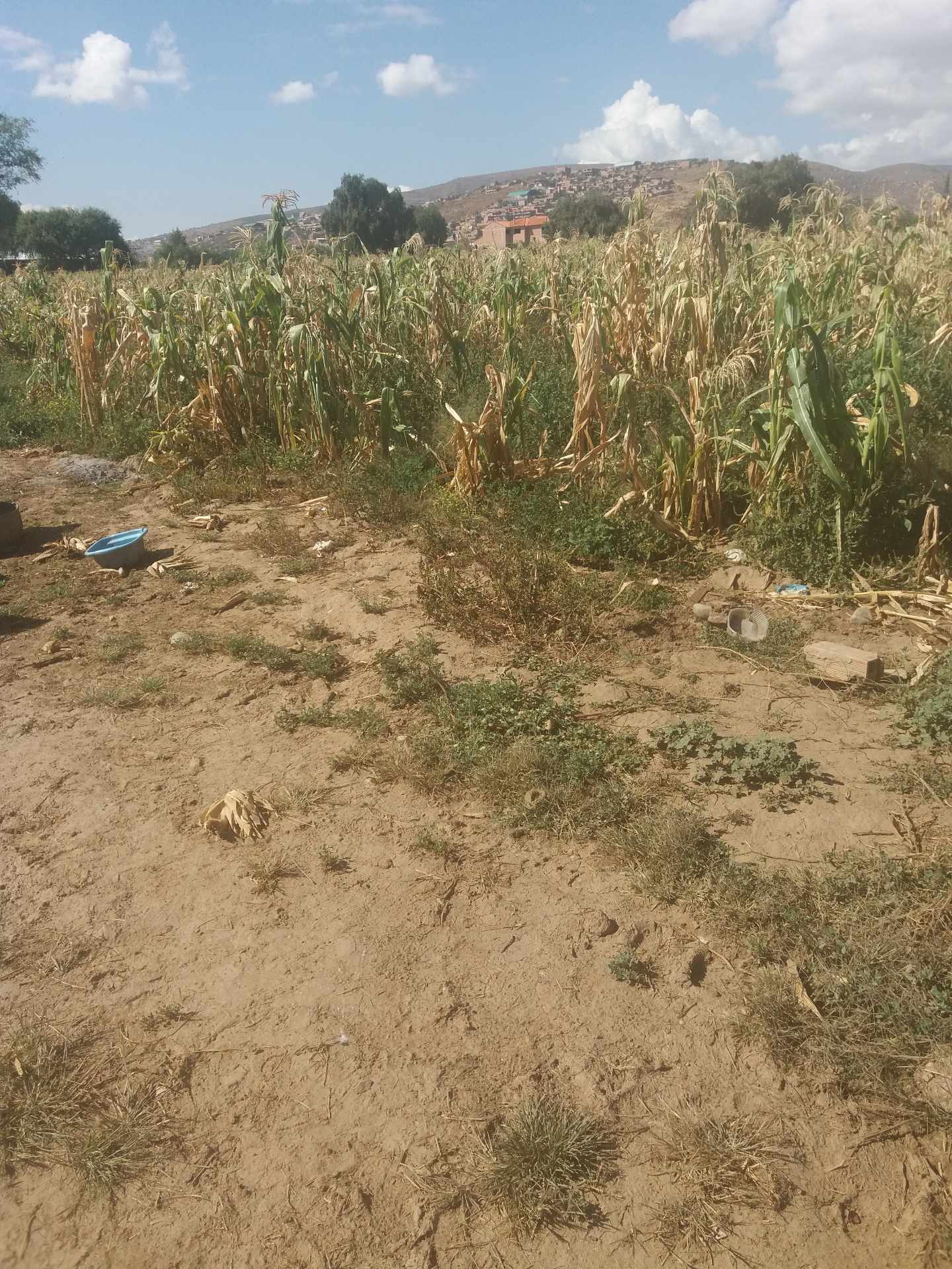 Terreno en VentaAV. PANAMERICANA ESQUINA COLEGIO SAN ANTONIO, CAMINO EN SENTIDO A MOLLE MOLLE; ZONA SUD PUCARA Foto 7