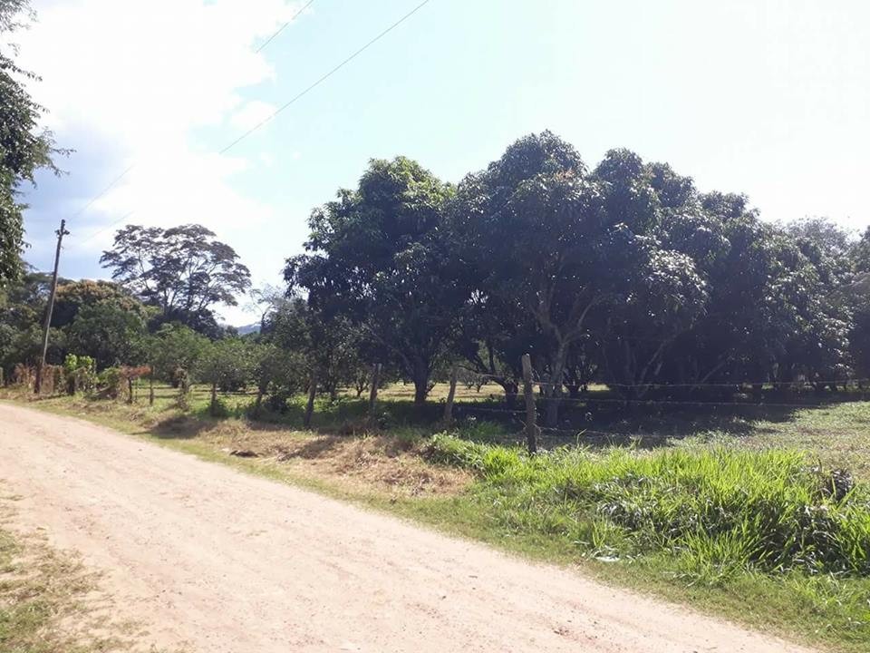 Quinta propiedad agrícola Ubicada cerca de la problacion el torno perteneciente al Dpto de santa cruz , en la comunidad de jorochito a 300 mt de la avenida.  Foto 5