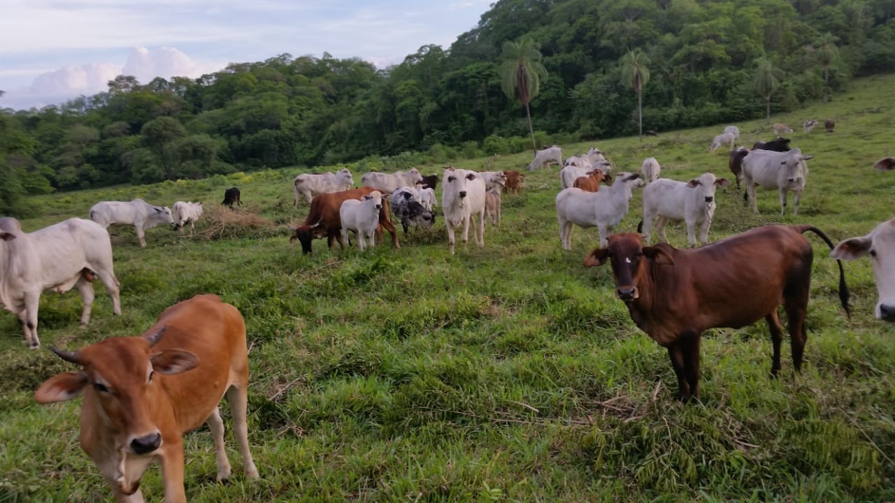 Terreno en VentaAbapo    Foto 4