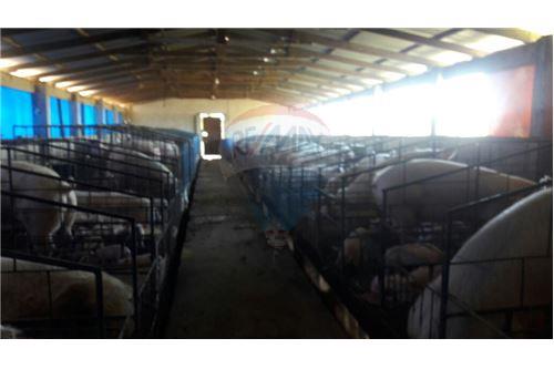 Terreno en Doble vía La Guardia en Santa Cruz de la Sierra 5 dormitorios 3 baños  Foto 5