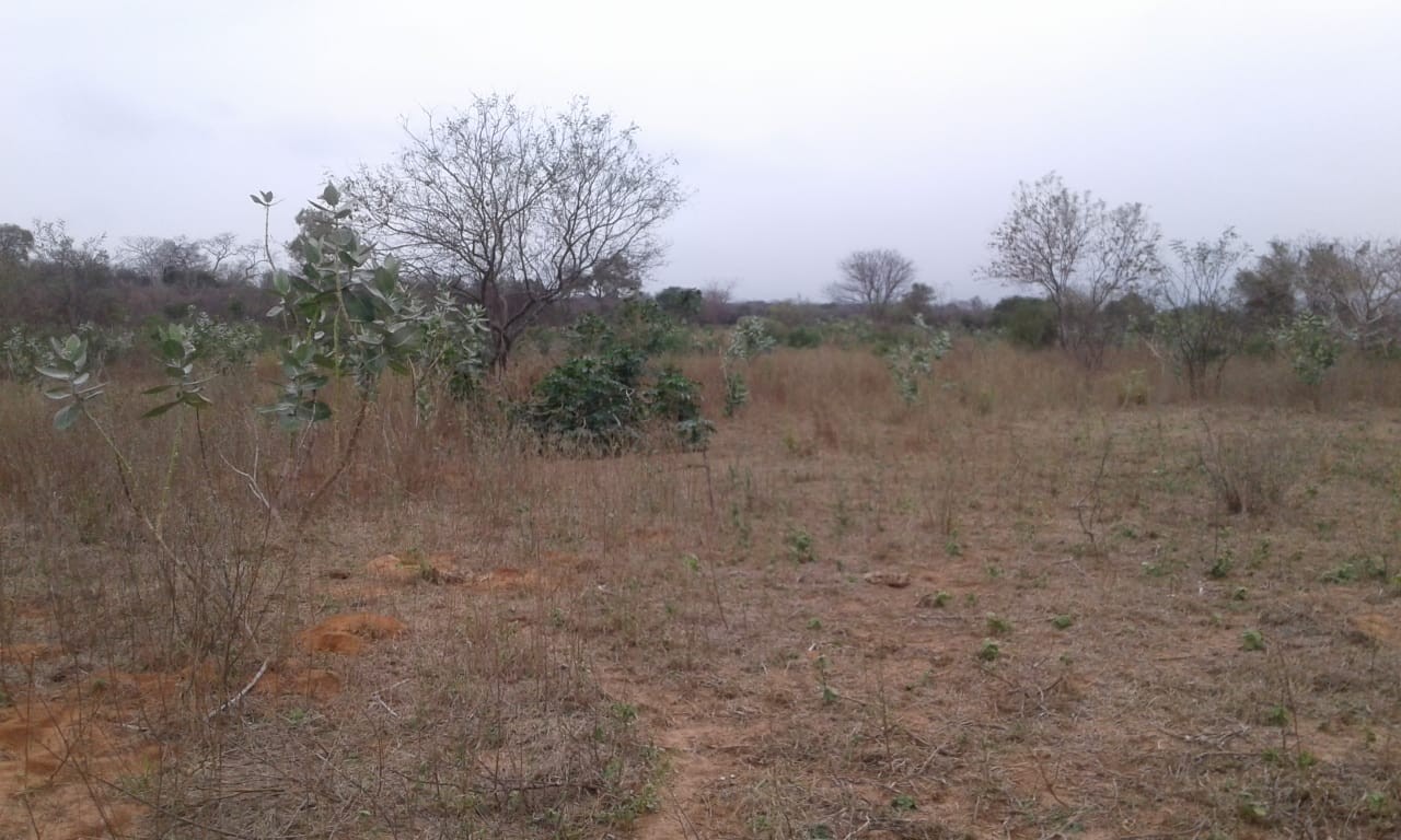 Terreno Vendo bonita propiedad de 100 hectáreas, en el km 100 pasando Mora Foto 3
