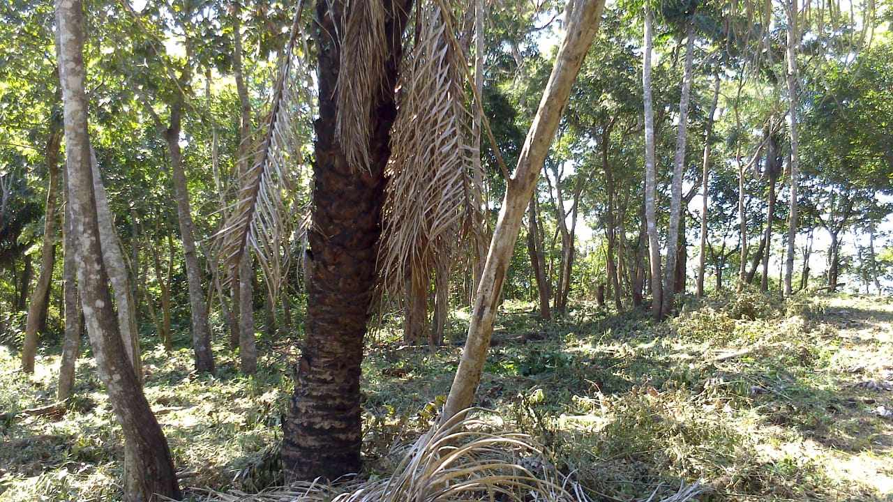 Terreno Buenavista - Resort Quintas Buena Vista Foto 7