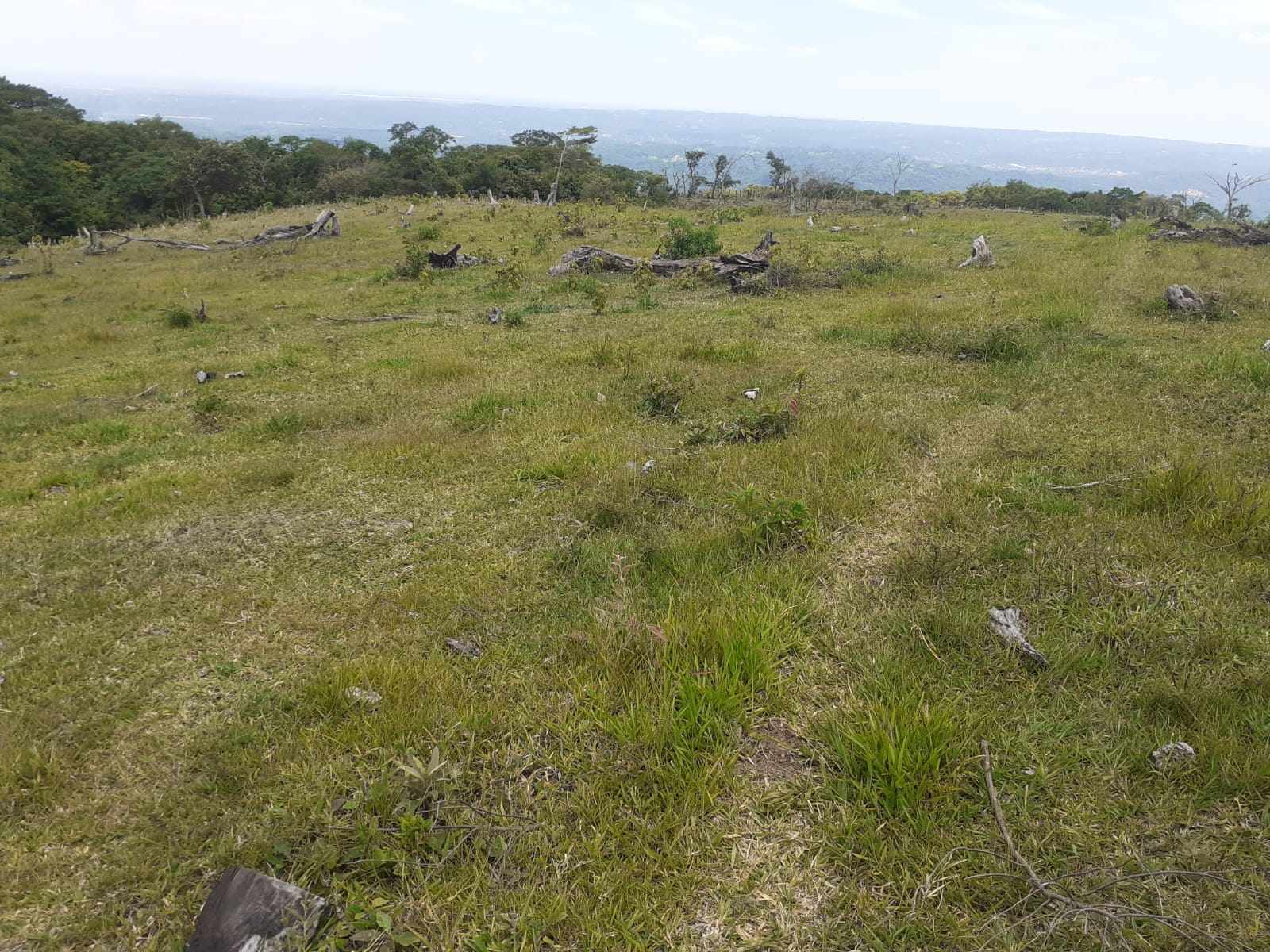 Quinta propiedad agrícola en Doble vía La Guardia en Santa Cruz de la Sierra    Foto 24