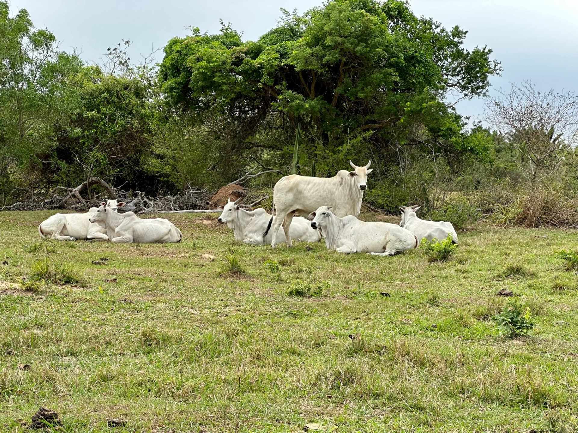 Quinta propiedad agrícola en VentaEn Venta 850 Hectáreas Ganaderas y con Potencial para Urbanizar en Portachuelo    Foto 10