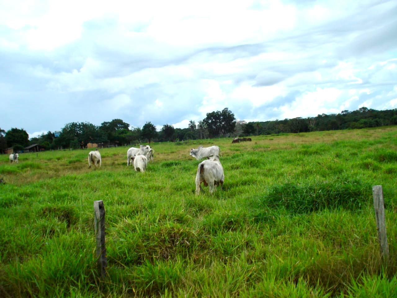 Quinta propiedad agrícola En Venta 546 Hectáreas Ganaderas y Potencialmente Agrícolas en San Ignacio de Velasco Foto 6