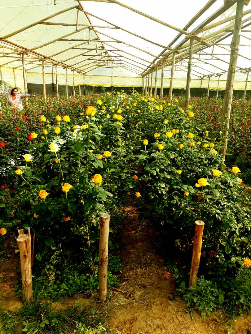 Quinta propiedad agrícola en VentaPunata Foto 31