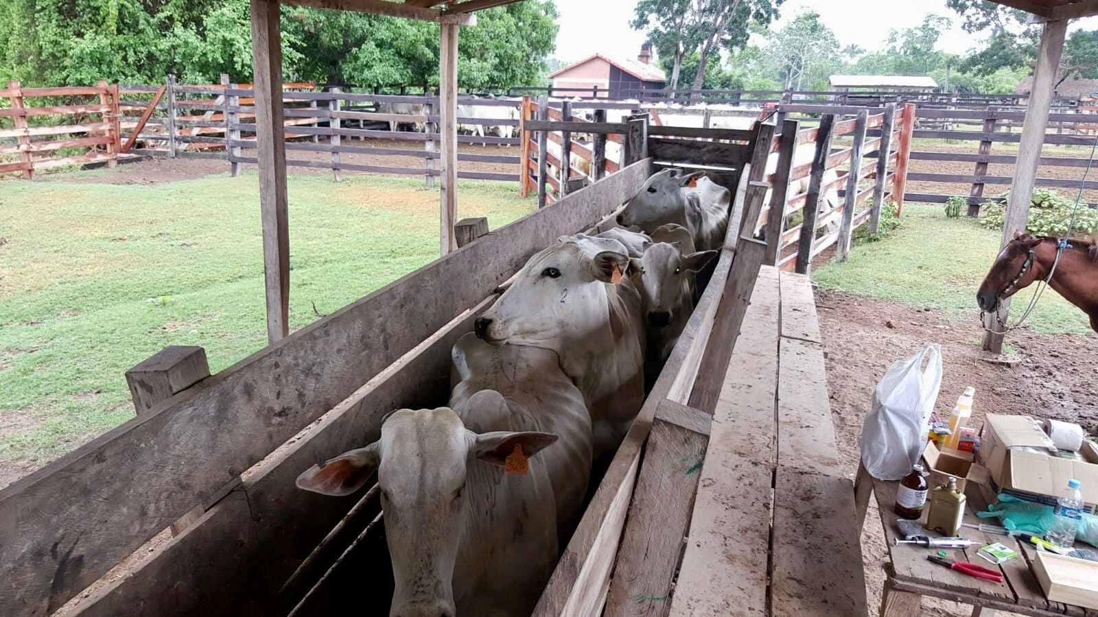 Quinta propiedad agrícola En Venta: 500 Hectáreas Ganaderas en San Javier Foto 11