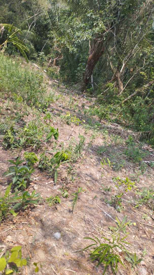 Quinta propiedad agrícola A 6km de Porongo, en la comunidad de Surutubia a 15mn de la plaza de Porongo Foto 7