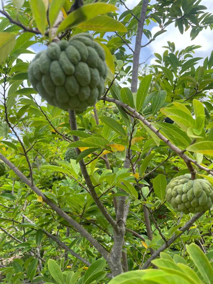 Casa en Warnes en Warnes 1 dormitorios 1 baños 1 parqueos Foto 6