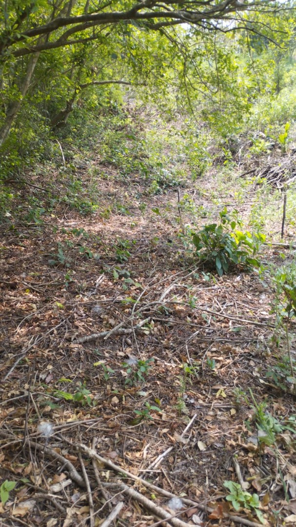 Quinta propiedad agrícola A 6km de Porongo, en la comunidad de Surutubia a 15mn de la plaza de Porongo Foto 3