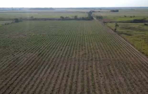 Quinta propiedad agrícola en VentaEn Venta
Propiedad con 100% producción cañera en Montero    Foto 4
