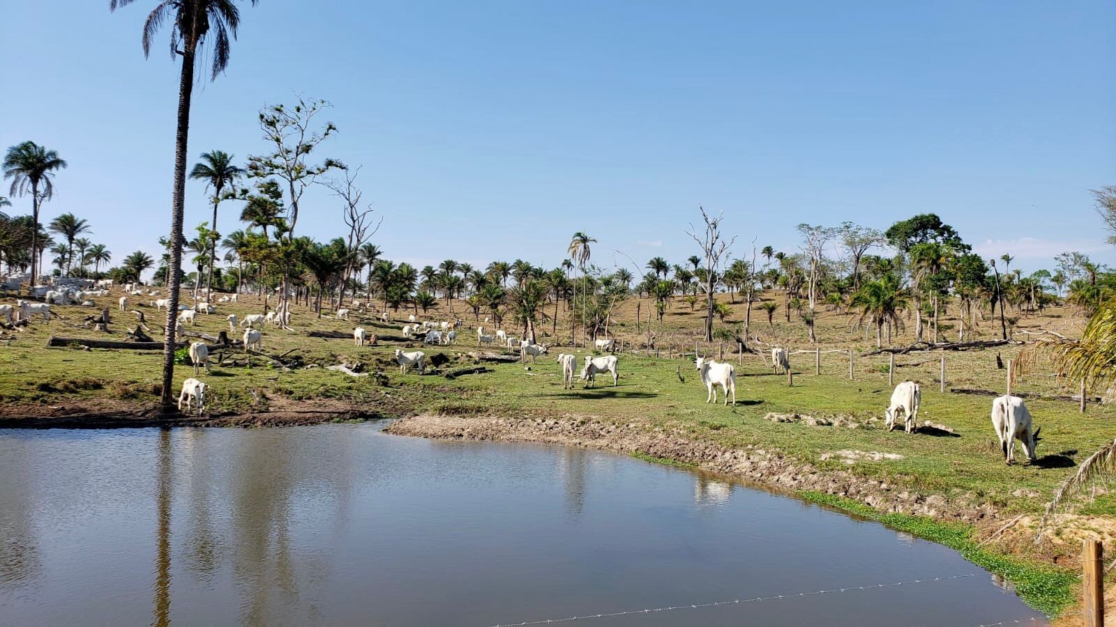 Quinta propiedad agrícola en VentaEn Venta: 500 Hectáreas Ganaderas en San Javier Foto 3