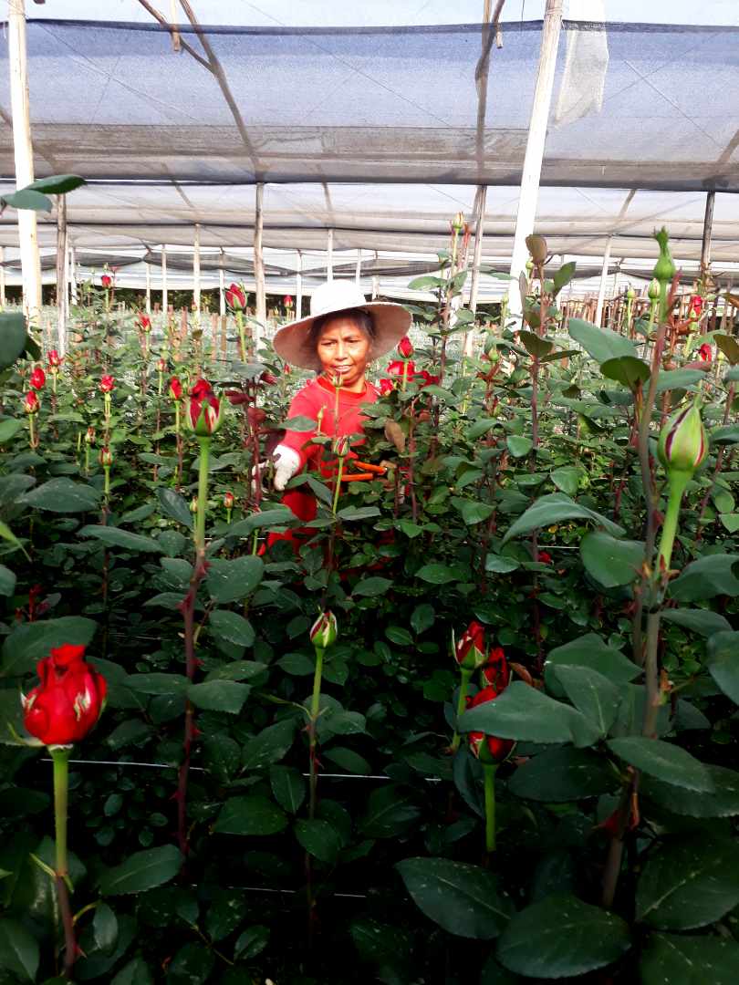 Quinta propiedad agrícola en VentaPunata Foto 1