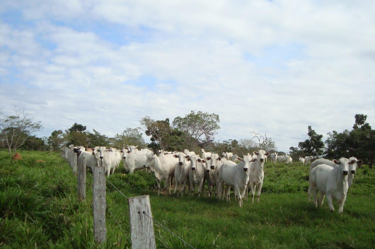 Quinta propiedad agrícola en VentaEn Venta 546 Hectáreas Ganaderas y Potencialmente Agrícolas en San Ignacio de Velasco    Foto 4