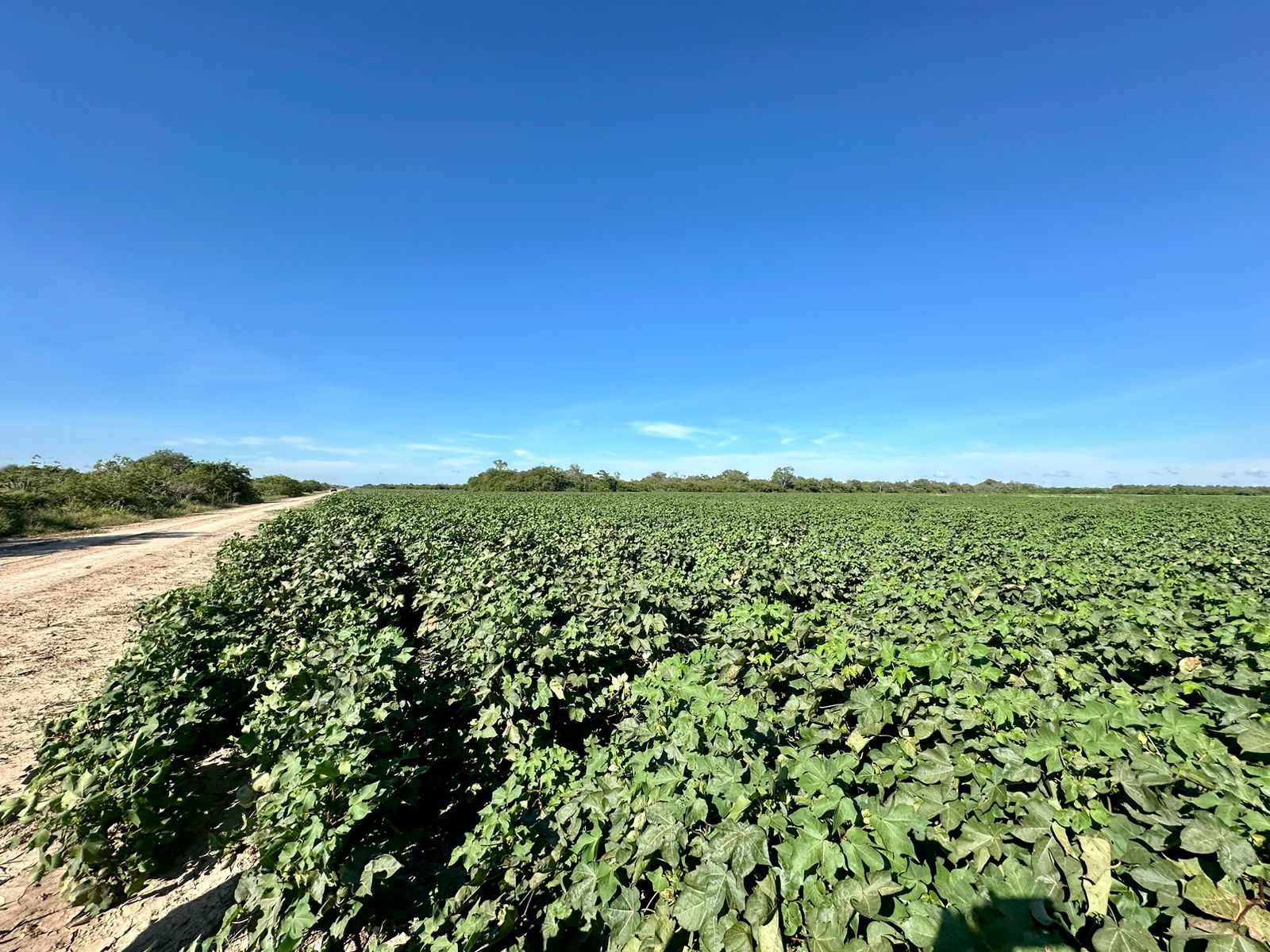 Quinta propiedad agrícola en Zona Nueva Santa Cruz en Santa Cruz de la Sierra    Foto 12