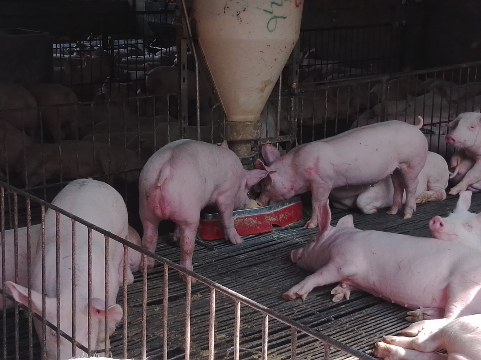 Quinta propiedad agrícola en VentaCOTOCA, ZONA SUE ESTE  Foto 21