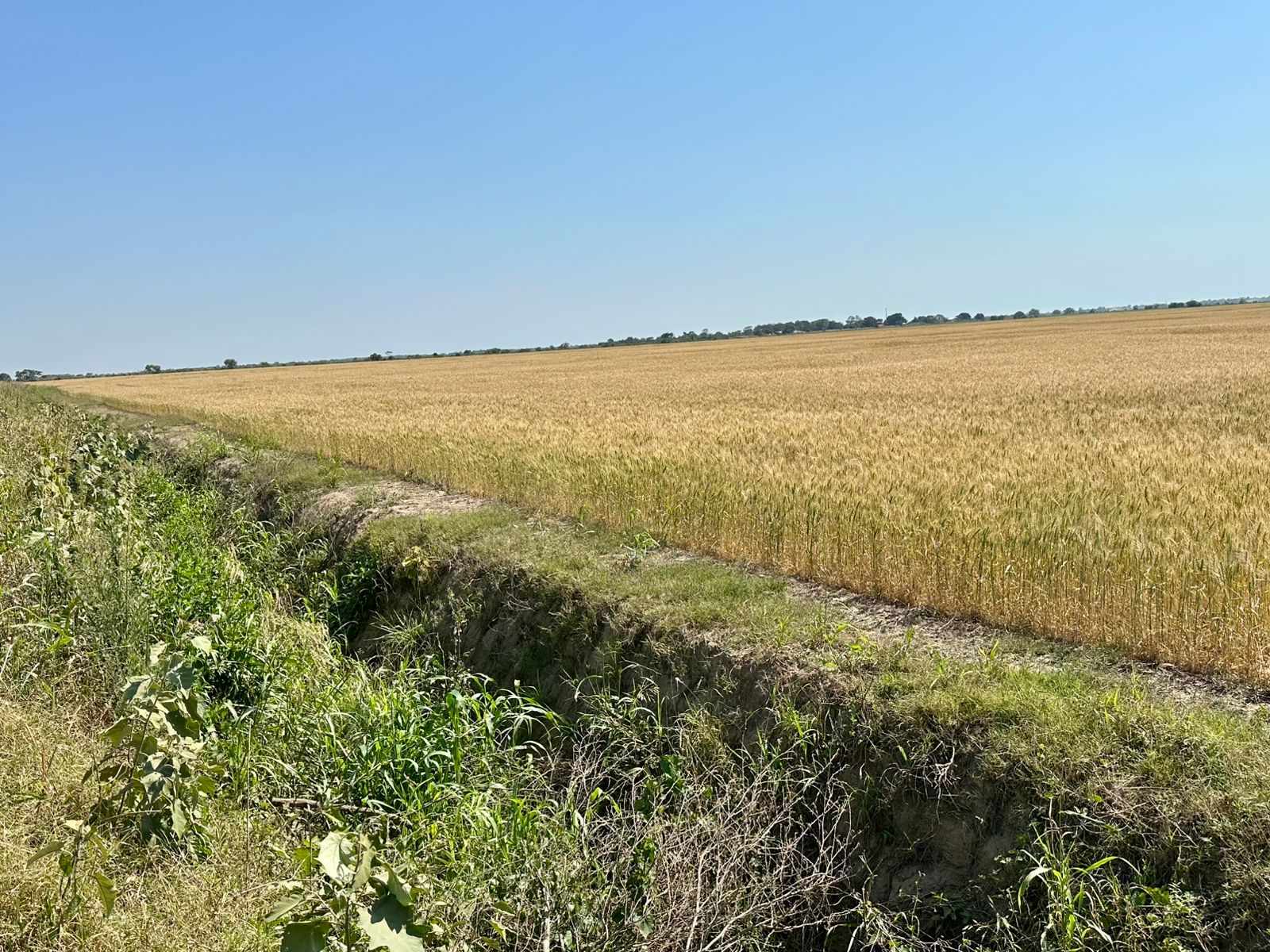 Quinta propiedad agrícola en VentaEn Venta 485 Hectáreas Agrícolas 100% Desarrolladas en Puente Banegas Foto 2