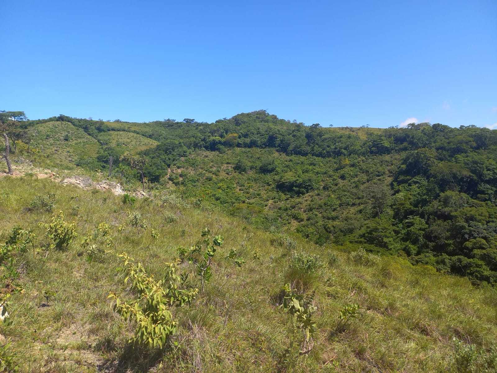 Quinta propiedad agrícola en Doble vía La Guardia en Santa Cruz de la Sierra    Foto 10