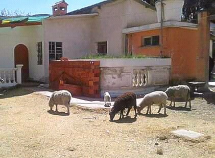 Terreno en Achocalla en La Paz    Foto 5