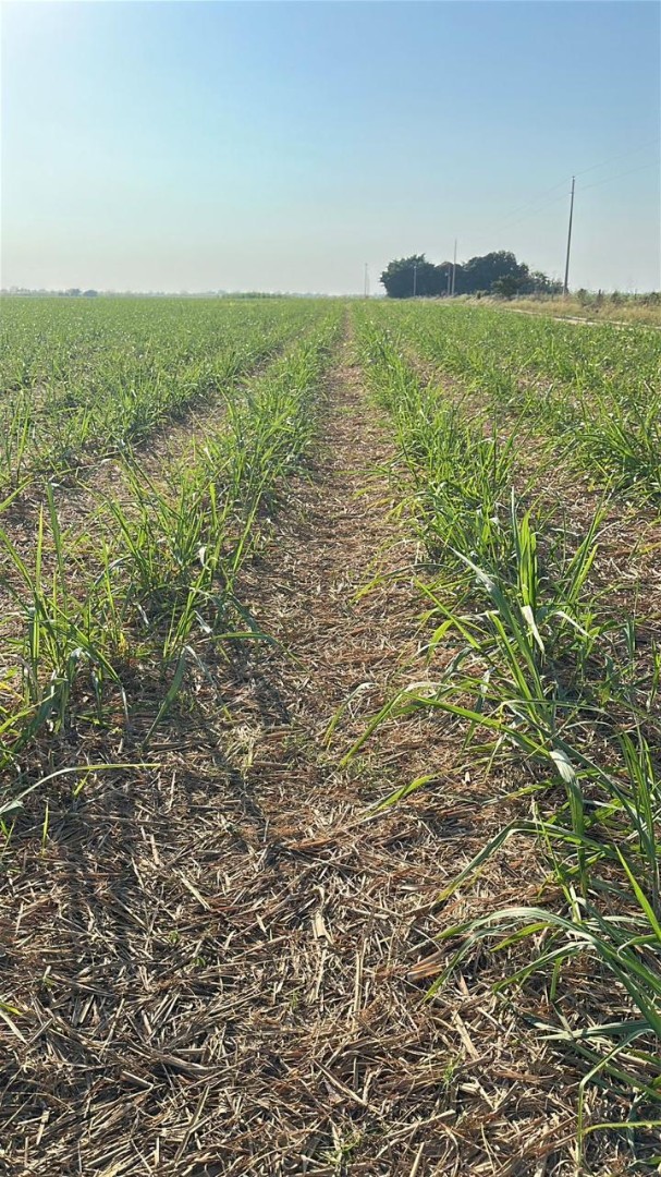Quinta propiedad agrícola en VentaEn Venta
Propiedad con 100% producción cañera en Montero    Foto 5