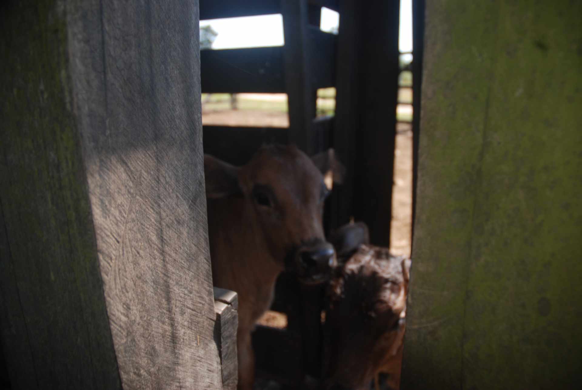 Quinta propiedad agrícola en Venta A 20mn de Warnes  vendo una Hermosa  Lecheria productiva  de 56ha  Foto 42