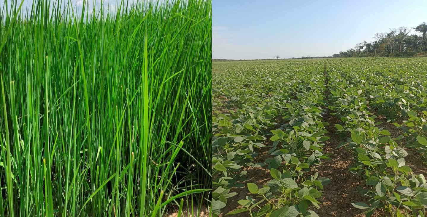 Quinta propiedad agrícola En Venta Propiedad Agrícola con Potencial Ganadero en Marban - Beni Foto 2