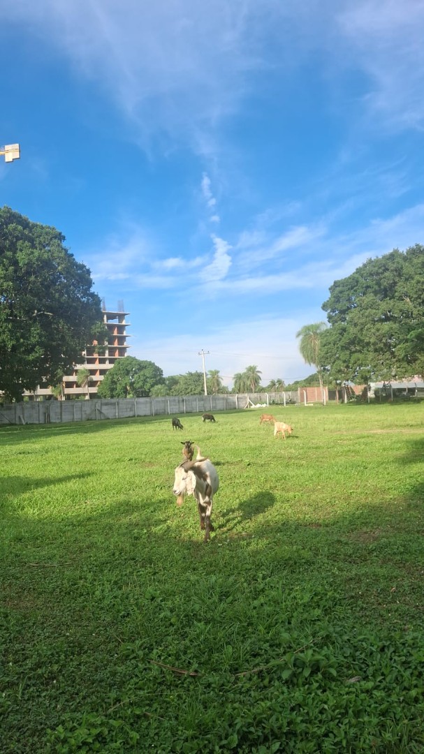 Terreno en VentaEntre 8vo y 9no anillo cerca Av Banzer Foto 6