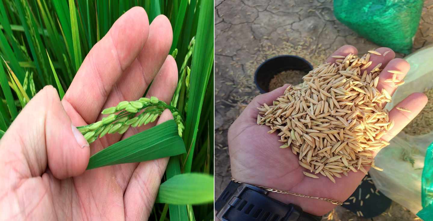 Quinta propiedad agrícola En Venta Propiedad Agrícola con Potencial Ganadero en Marban - Beni Foto 10