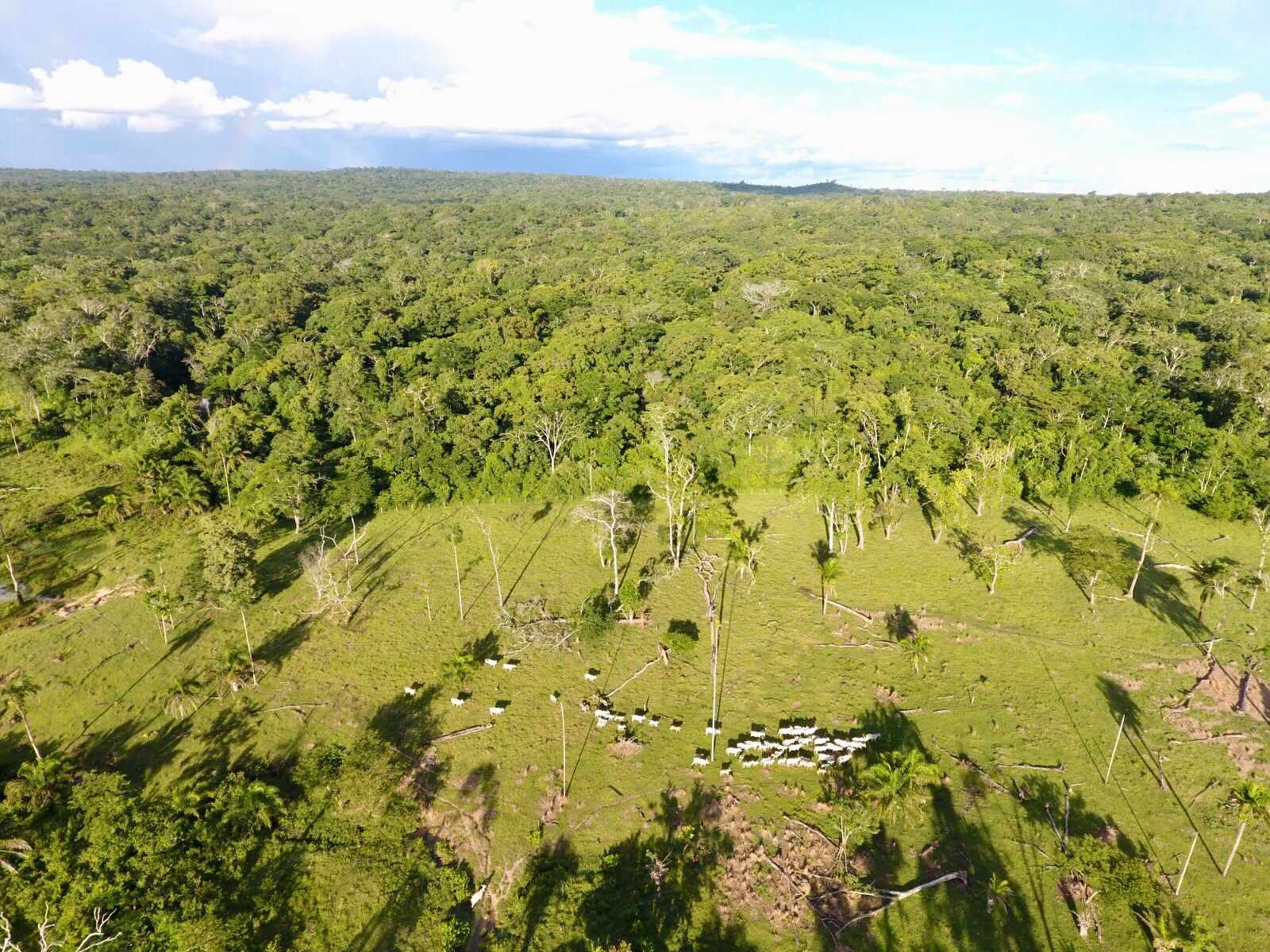 Quinta propiedad agrícola En Venta: 500 Hectáreas Ganaderas en San Javier Foto 8