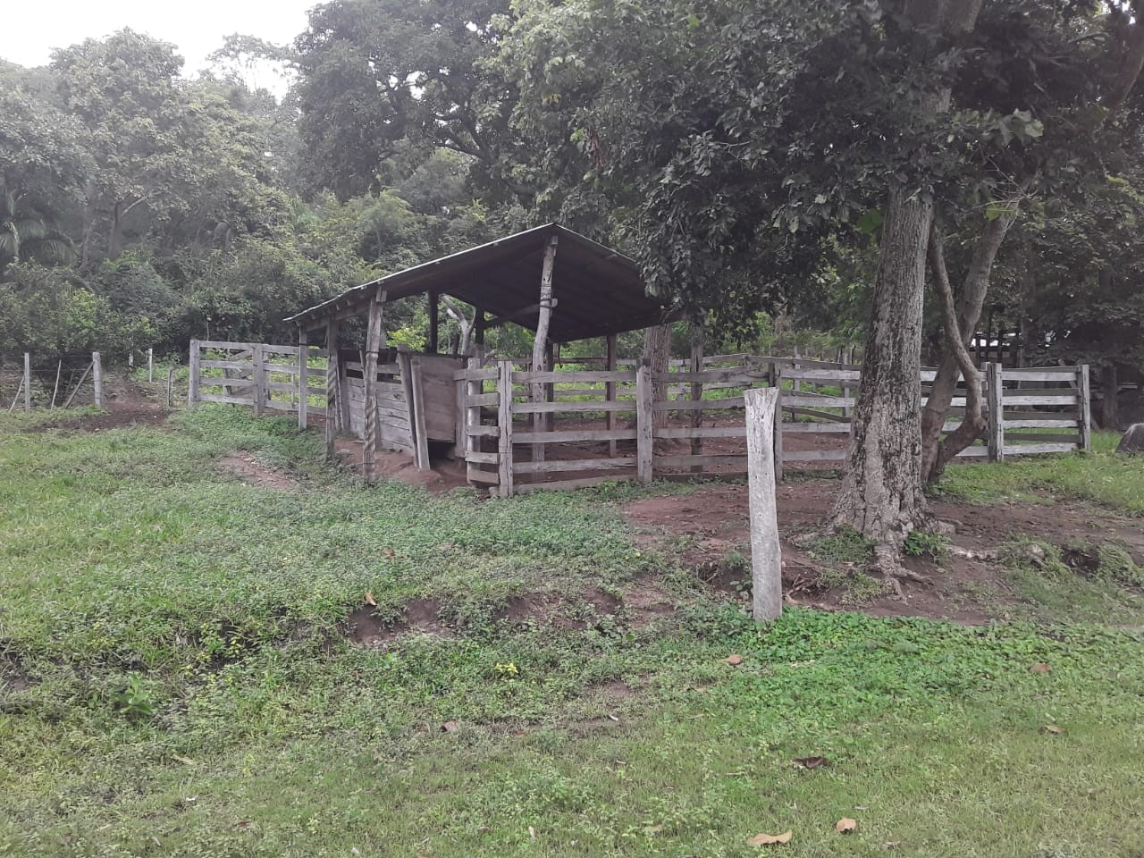 Quinta propiedad agrícola en VentaSan Ramon, Prov. Ñinflo de Chavez, Santa Cruz Foto 4