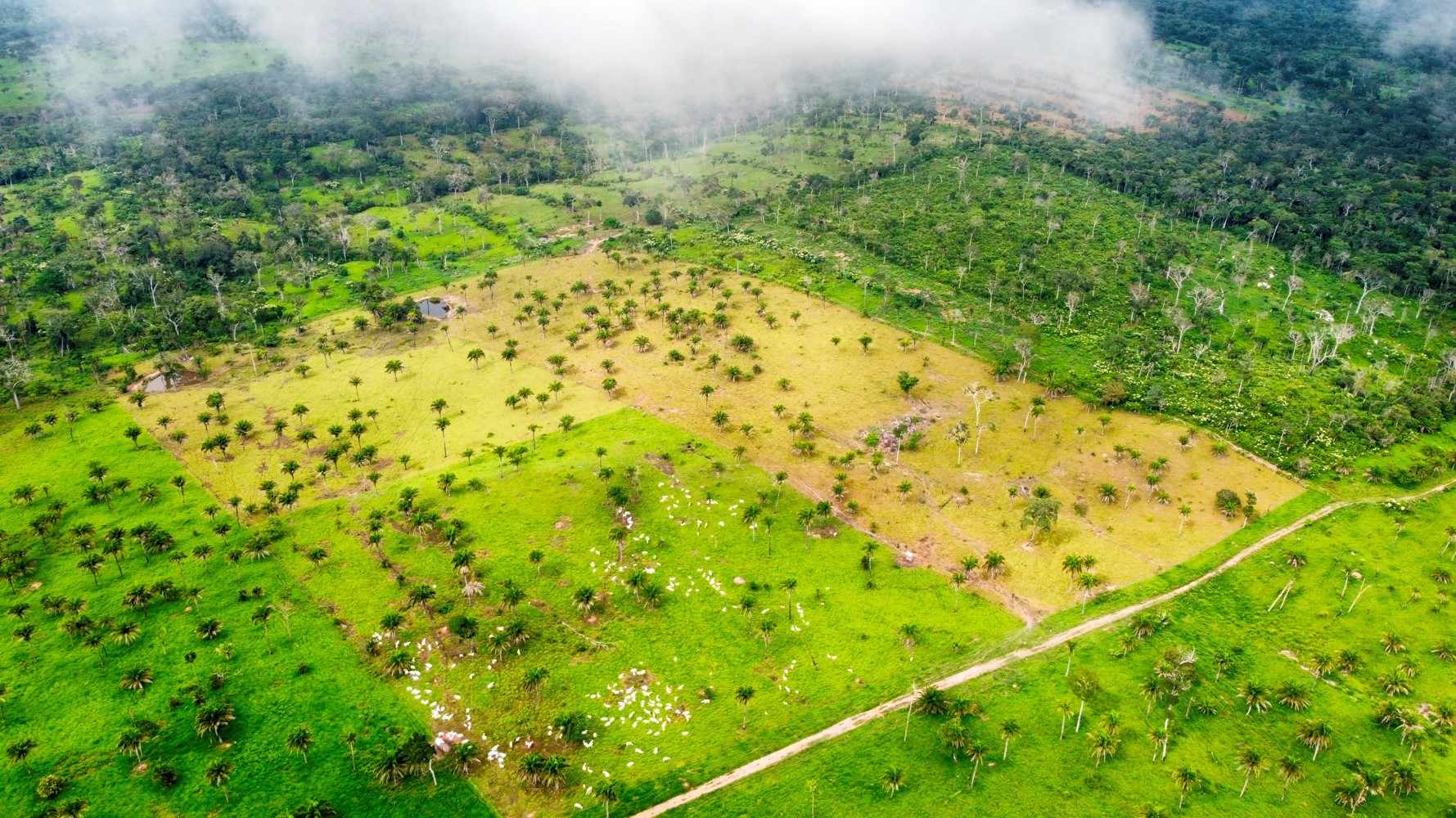 Quinta propiedad agrícola en VentaPROPIEDAD GANADERA EN EL MUNICIPIO DE SAN JAVIER Foto 1