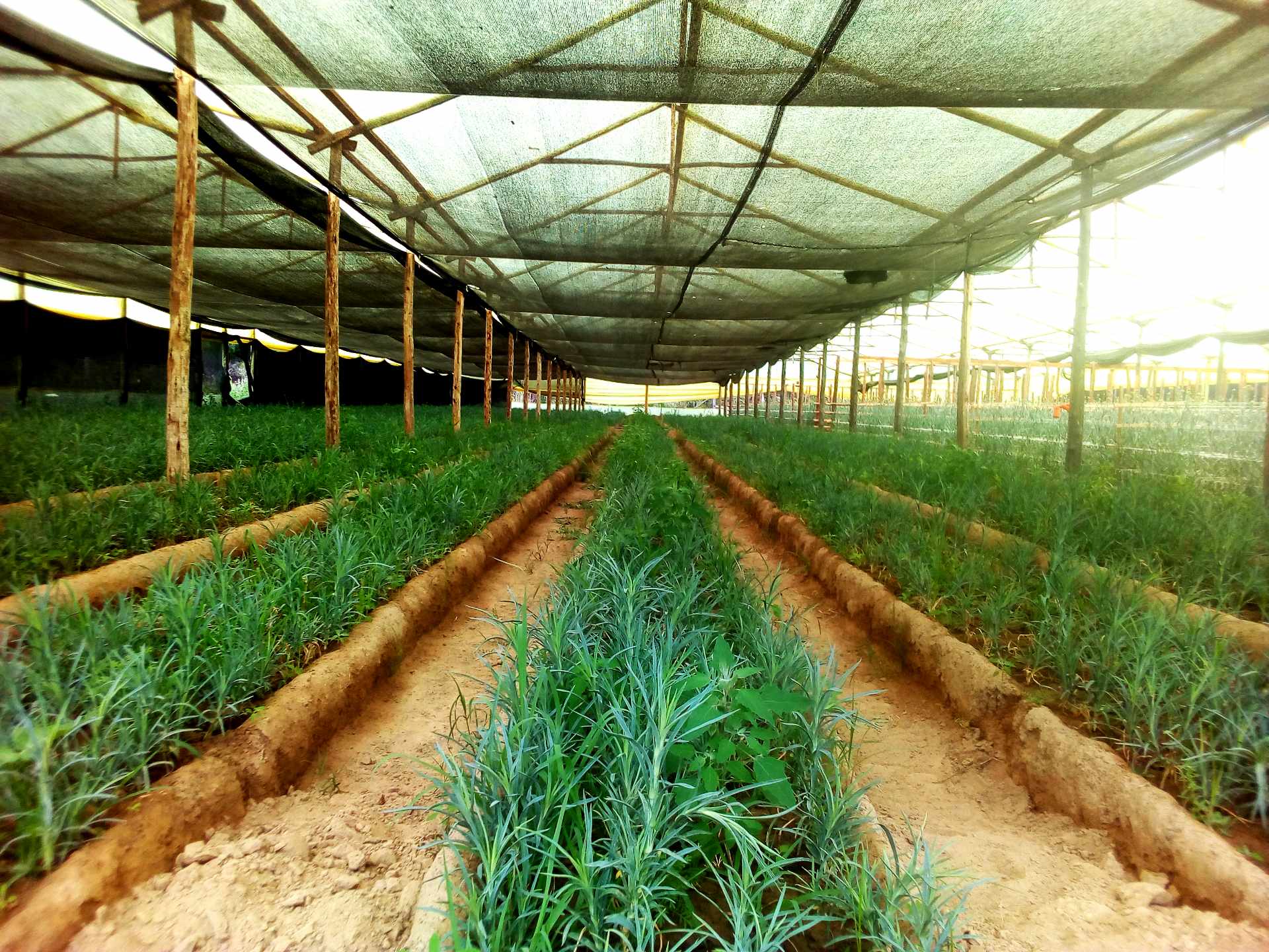 Quinta propiedad agrícola en VentaPunata Foto 15