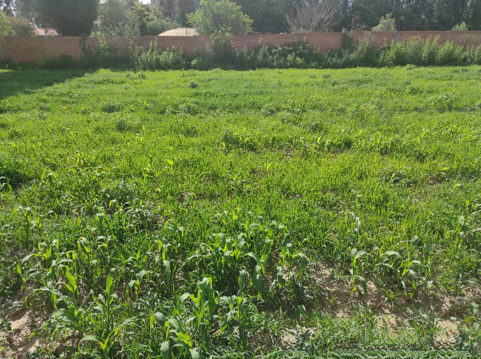 Terreno en Tiquipaya en Cochabamba    Foto 9