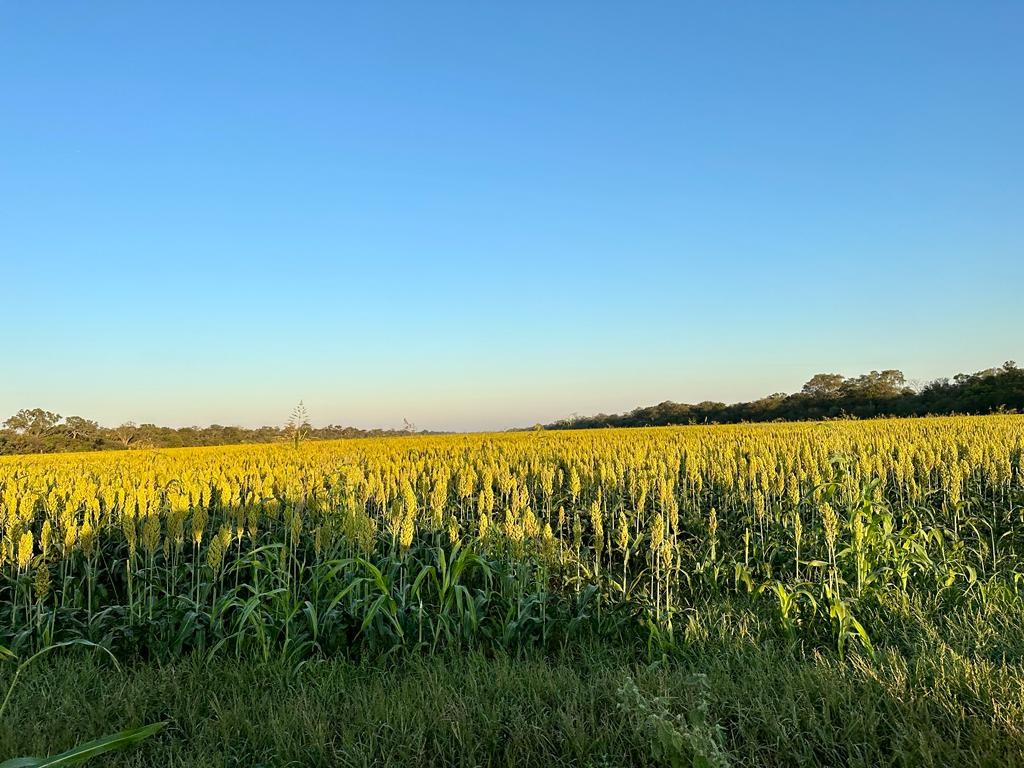 Quinta propiedad agrícola en VentaEn Venta: 2.300 Hectáreas Agrícola - Ganadera en Tres Cruces Foto 10