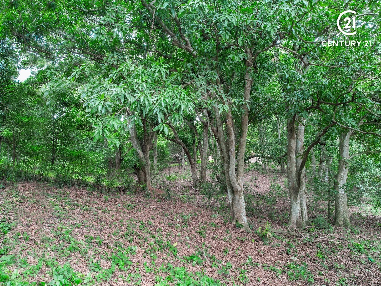 Terreno en Urubó en Santa Cruz de la Sierra    Foto 3