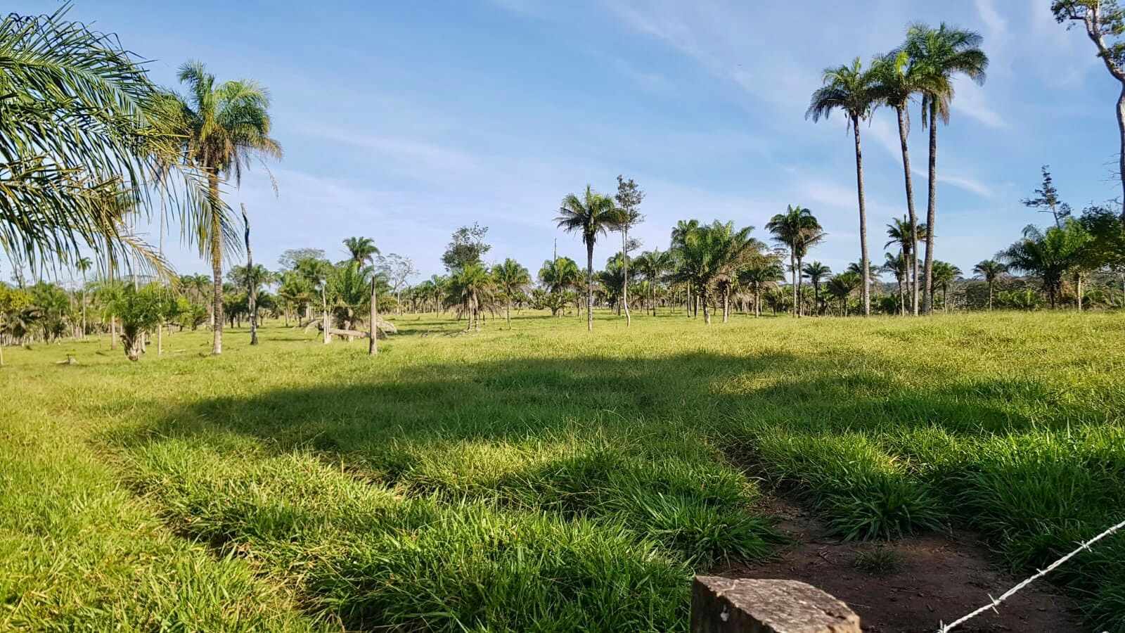 Quinta propiedad agrícola en VentaEn Venta: 500 Hectáreas Ganaderas en San Javier Foto 5