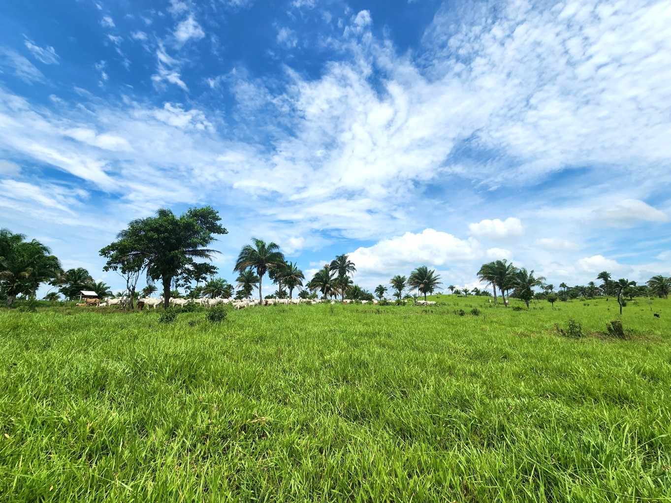 Quinta propiedad agrícola en VentaPROPIEDAD GANADERA EN EL MUNICIPIO DE SAN JAVIER Foto 7