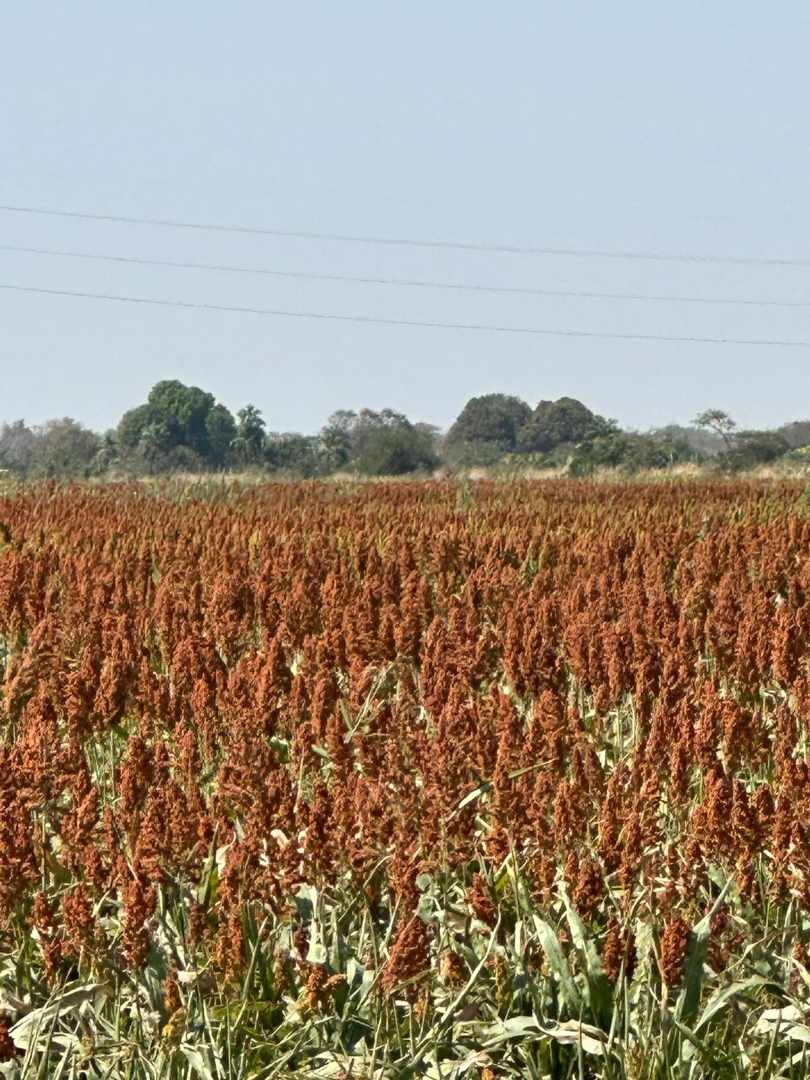 Quinta propiedad agrícola en VentaEn Venta 485 Hectáreas Agrícolas 100% Desarrolladas en Puente Banegas Foto 5