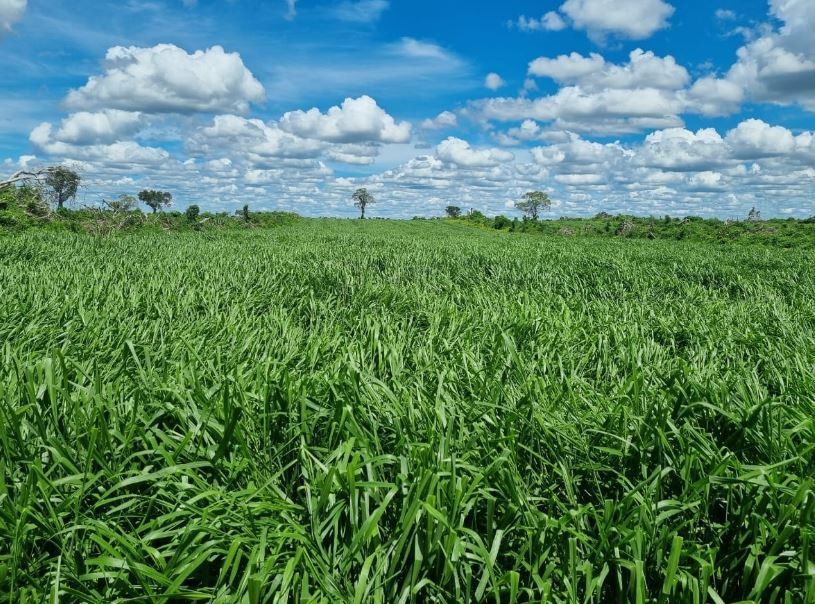 Quinta propiedad agrícola en Zona Nueva Santa Cruz en Santa Cruz de la Sierra    Foto 8