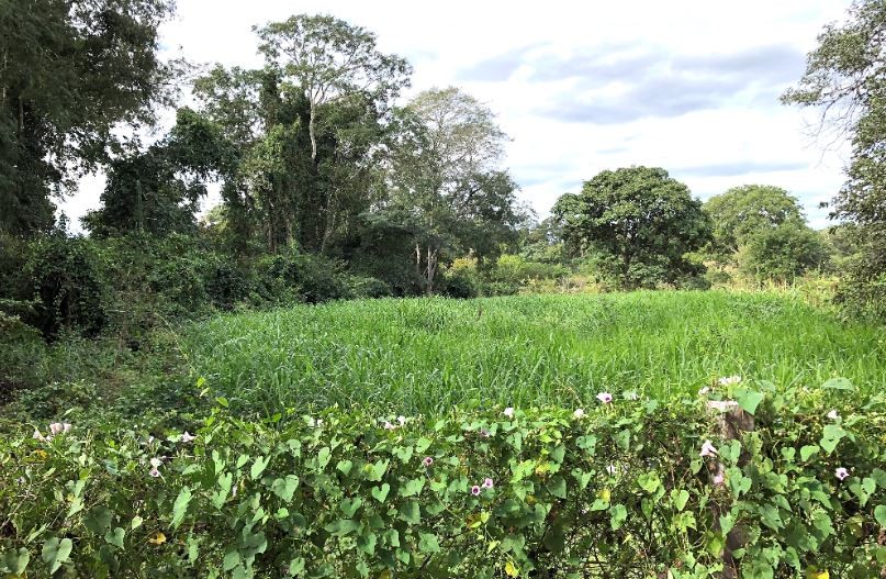 Quinta propiedad agrícola en Zona Nueva Santa Cruz en Santa Cruz de la Sierra    Foto 2