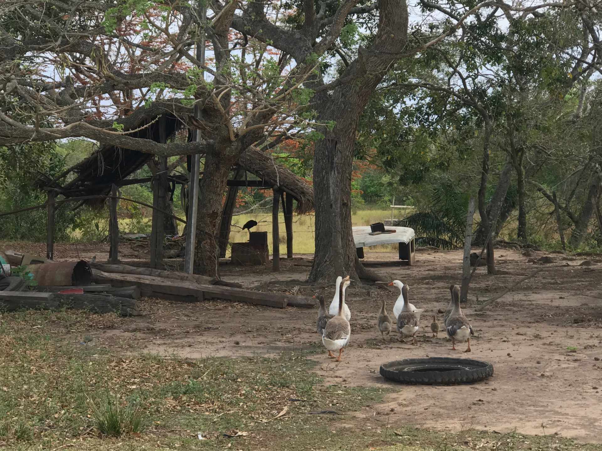 Terreno en VentaUrubó zona Norbélgica atrás de Puerto Santa Cruz.  Foto 15